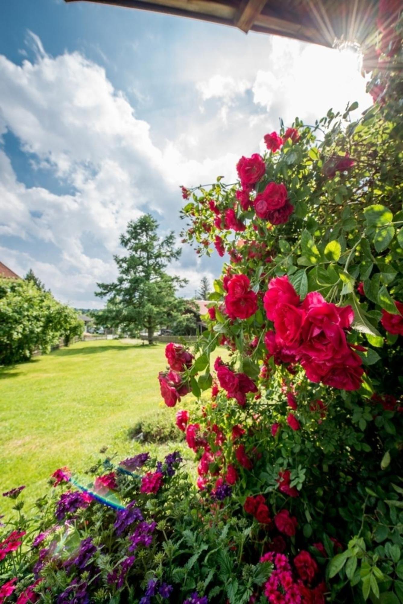 Ferienwohnung Lacherhof Seehausen am Staffelsee Dış mekan fotoğraf